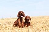 SETTER IRLANDAIS 097